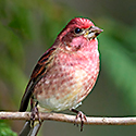 Purple Finch