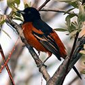 Orchard Oriole