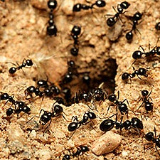 ant bait image 3