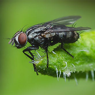 Attract and Trap Flies